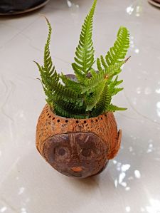 Coconut Shell Planter