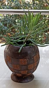 Coconut Shell Planter