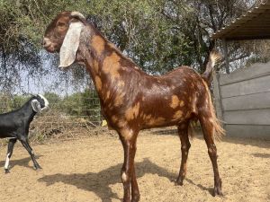 Sirohi Goat