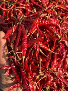 Teja Red Chilli