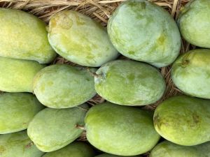 raw kesar mangoes