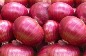 Red Onion