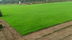 Mixcon Lawn grass