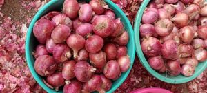 Red Onion