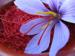 kashmiri mongra saffron