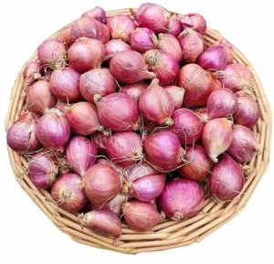 A Grade Red Shallot Onion
