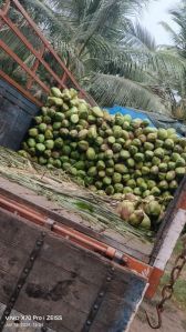 Fresh Coconuts