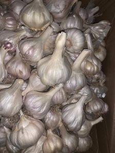 organic desi garlic