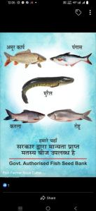 Rahu fish seed