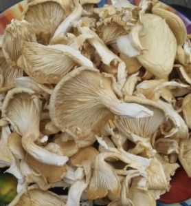 Dry Oyster Mushroom