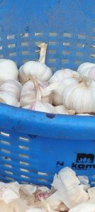 Fresh White Garlic