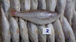 Frozen Croaker Fish