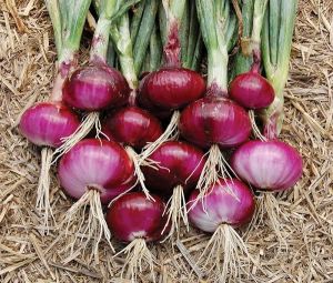 Red Onion