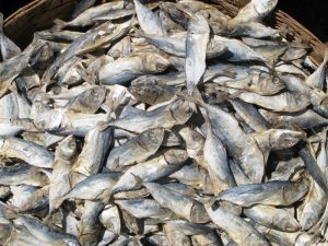 Dry Fish