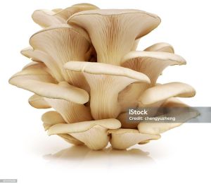 Oyster Mushroom