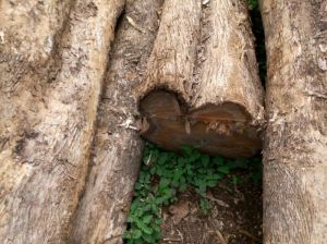 African Teak Wood