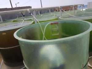 polycarbonate algae tank