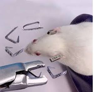 Ear Tags For Rats &AMP; Mice