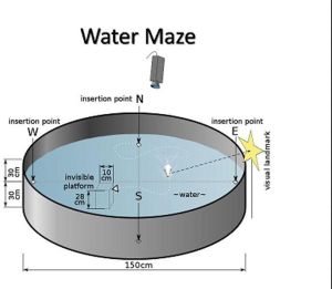 MORRIS WATER MAZE FOR RAT &amp; MICE