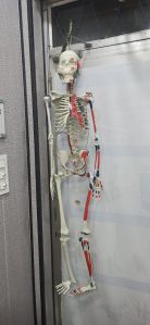 Human Skeleton Model