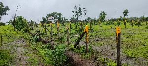 Resale NA plot for sale in murbad near Mumbai