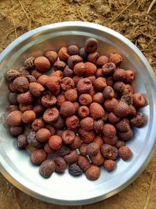 Dried Betel Nut