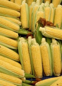 Yellow Corn Maize