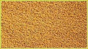 Yellow Mustard Seeds