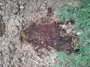 Cow Dung Manure