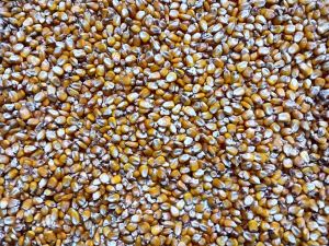 Maize Cattle Feed