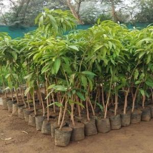 Amrapali Mango Plant