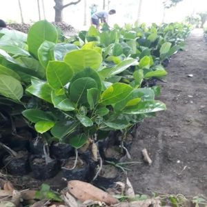 Vietnam Super Early Jackfruit Plant