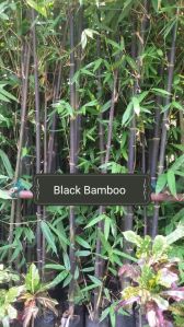 Black Bamboo Plant