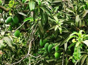 Mango Plant