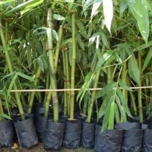 Tissue Balcoa Bamboo Plant