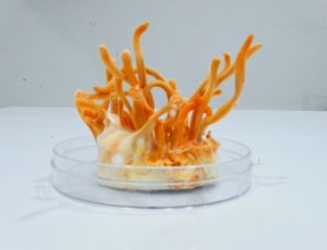 cordyceps substrate mycelium powder