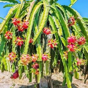 Dragon Fruit Plants