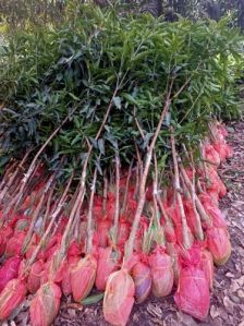 Mango Plants