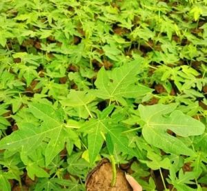 Papaya Plants