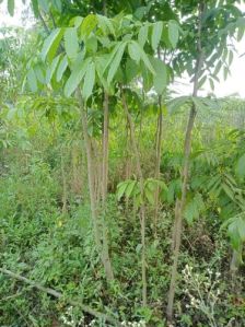 Sandalwood Plants