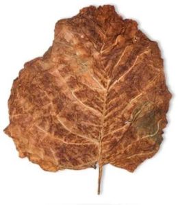 Calcutti Tobacco Leaves
