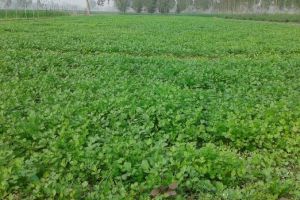 Fresh Coriander Leaves