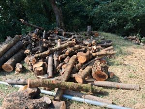 Firewood Logs