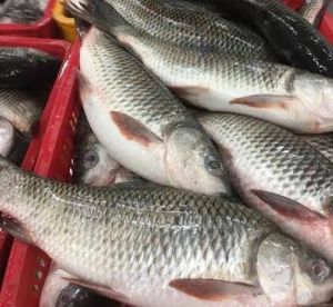 Frozen Rohu Fish