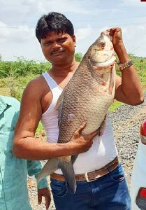 fish farming