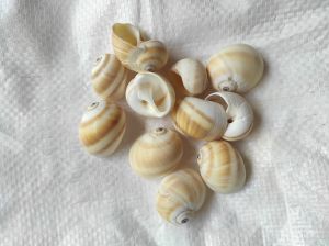 natica vitellus seashell