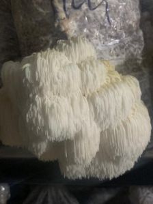 Lions Mane Mushroom