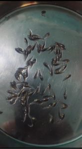 Chital Fish Seed