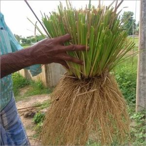 Vetiver Root