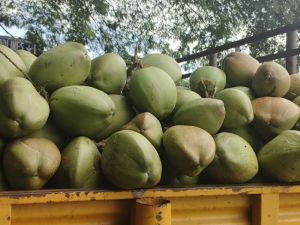 Tender Coconut